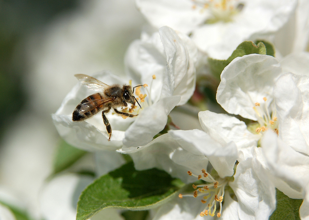 Appleblossom