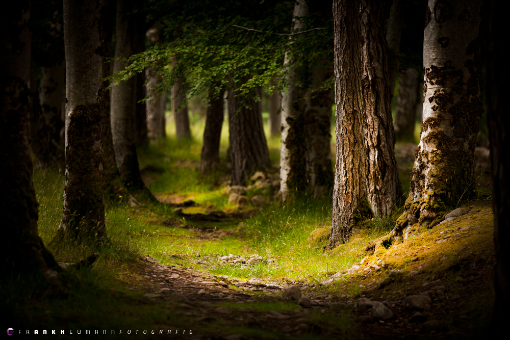 Applecross Woodland Walk