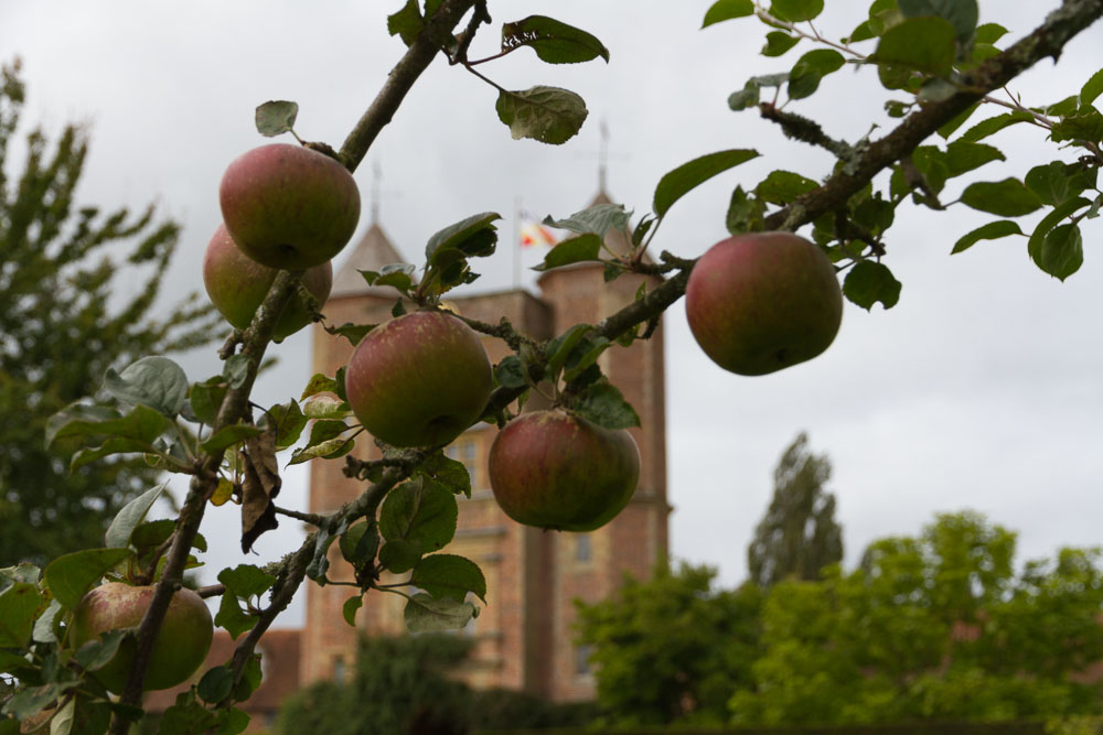 Apples at Sissinghurst