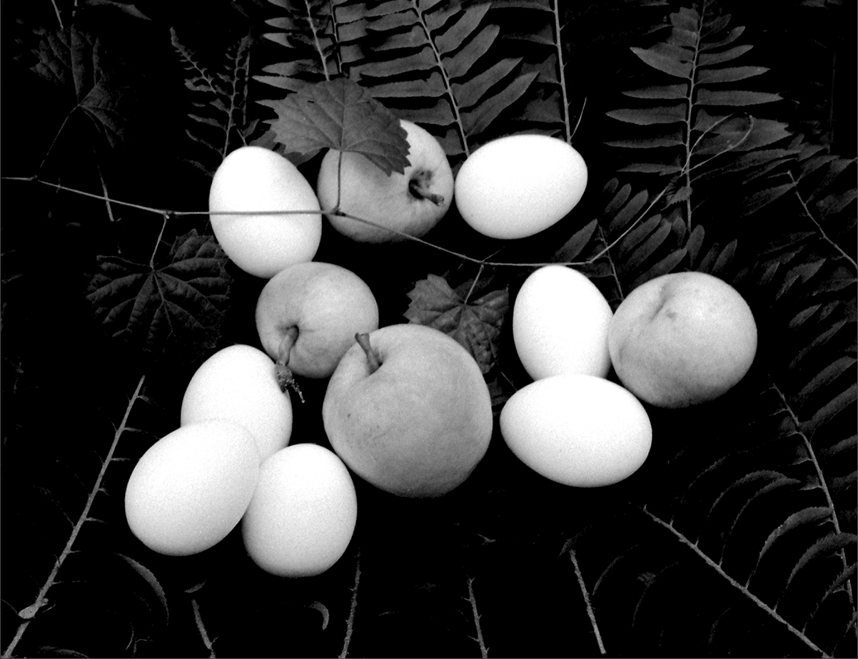 Apples, Eggs, Wild Ferns