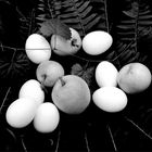 Apples, Eggs, Wild Ferns