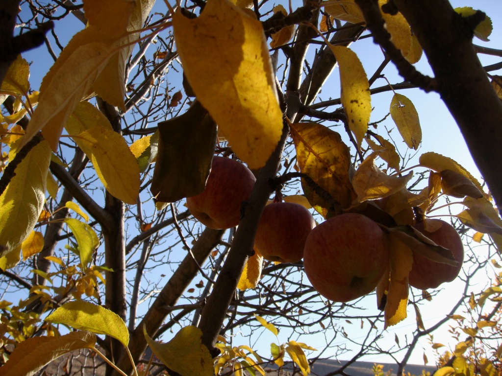 Apples in Autumn..