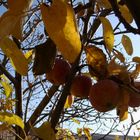 Apples in Autumn..