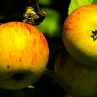 Apples in the sun