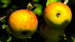 Apples in the sun