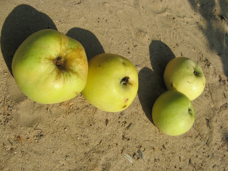 apples on the ground