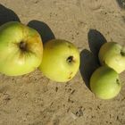 apples on the ground