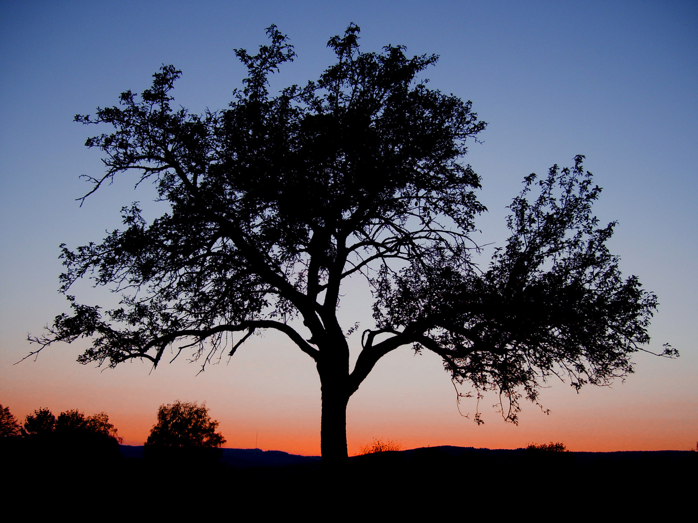 Appletree in the dawn