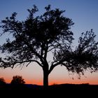 Appletree in the dawn