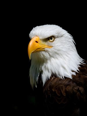 Application photo for a white collar job P7051377