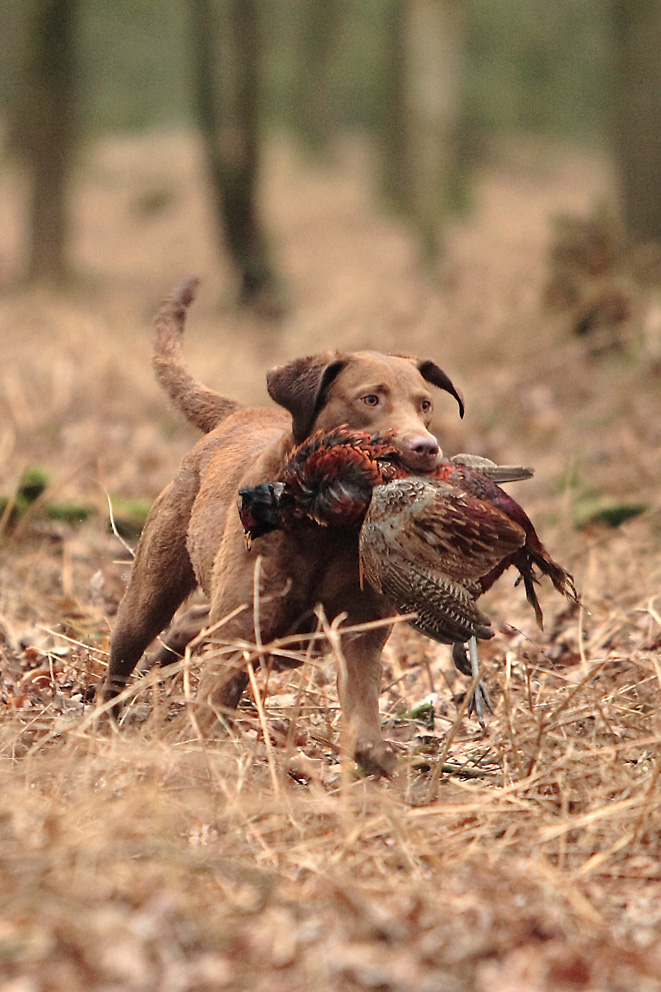 Apportarbeit bei der Jagd