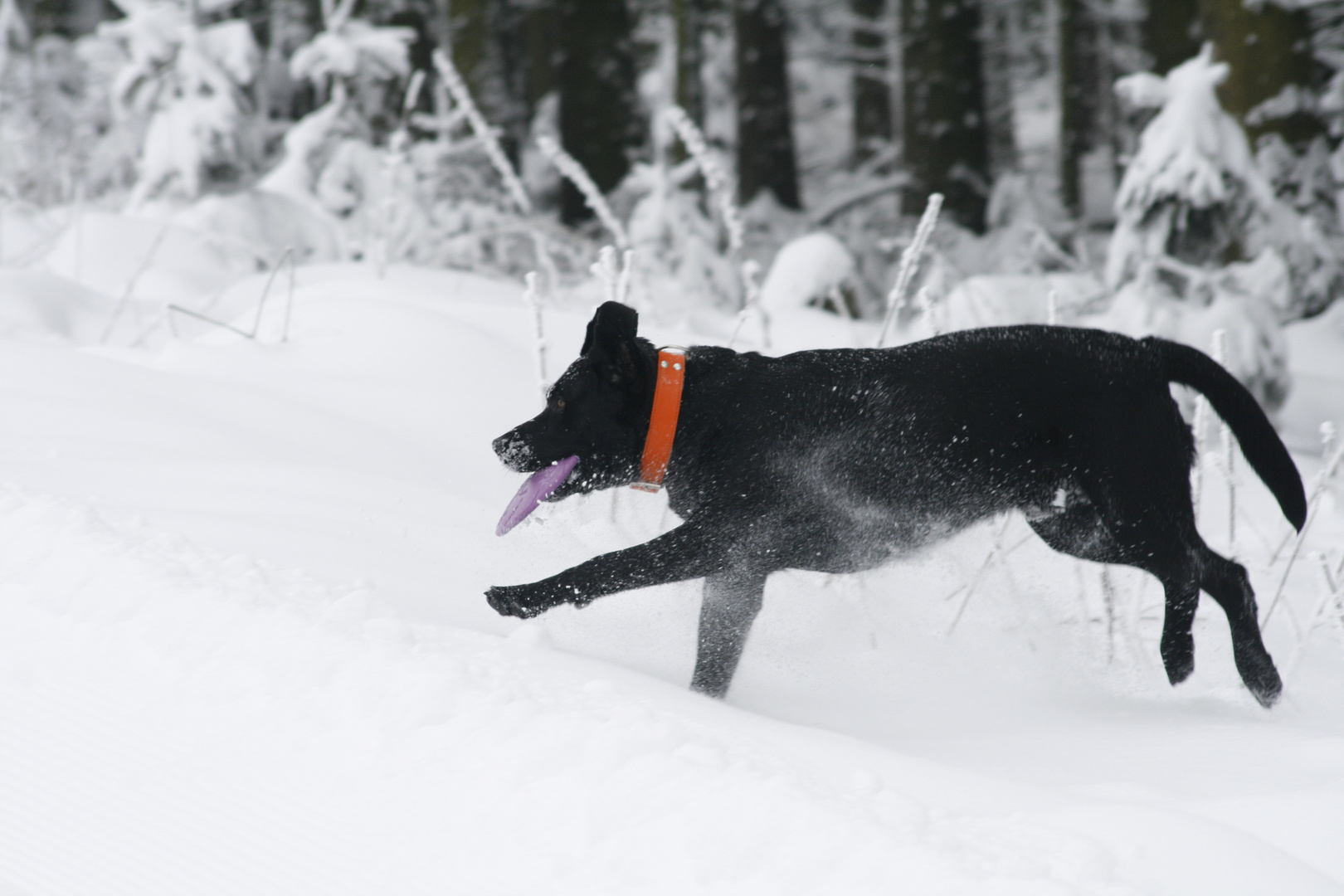 apportieren im Schnee