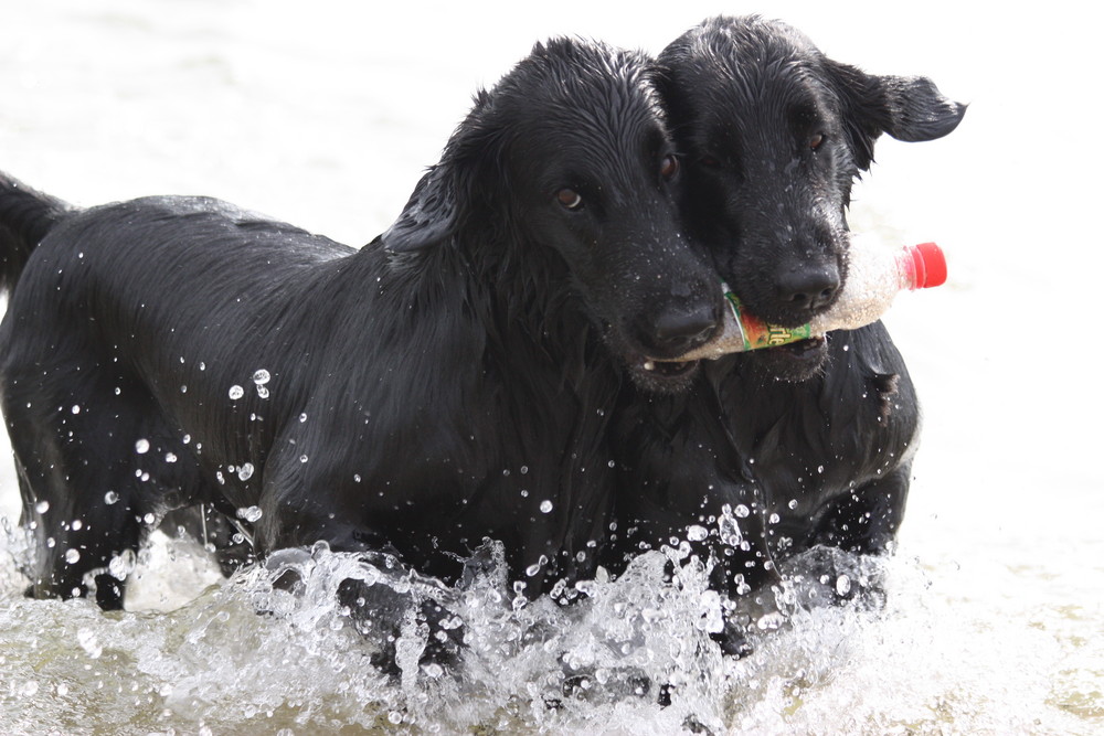 Apportieren in der kalten Nordsee macht zusammen doppelt soviel Spass. Geschwisterliebe.