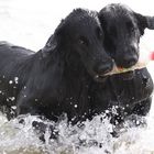 Apportieren in der kalten Nordsee macht zusammen doppelt soviel Spass. Geschwisterliebe.