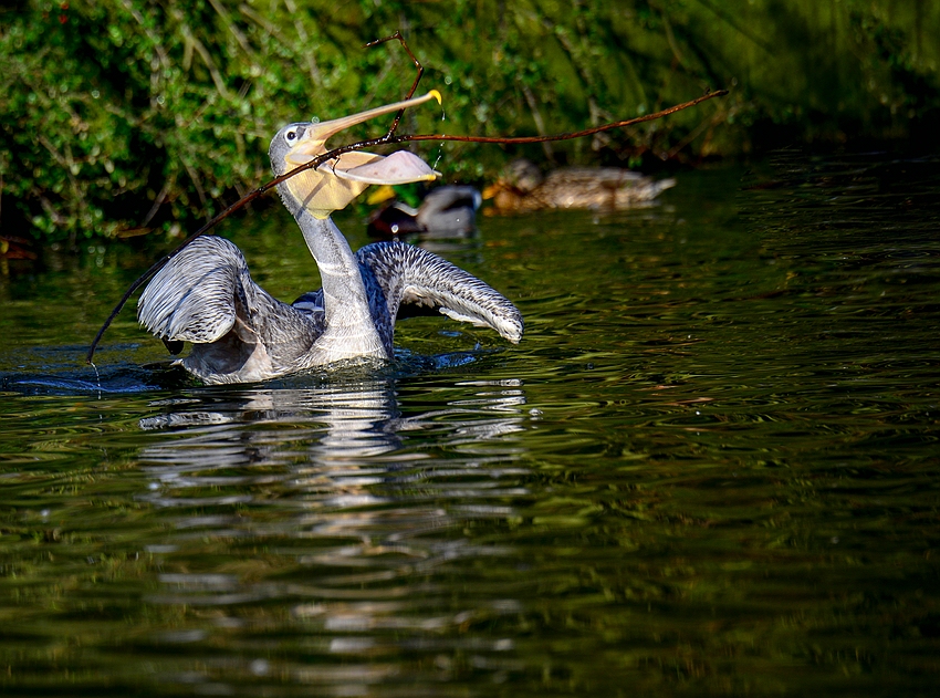 Apportieren von Stöckchen