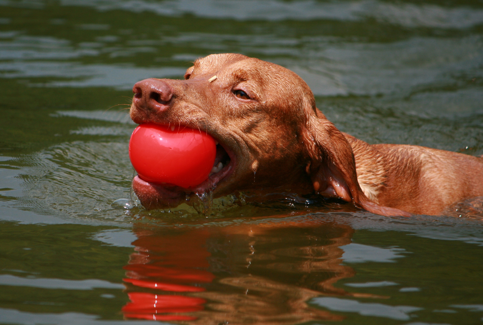 Apportierfreude beim Vizsla