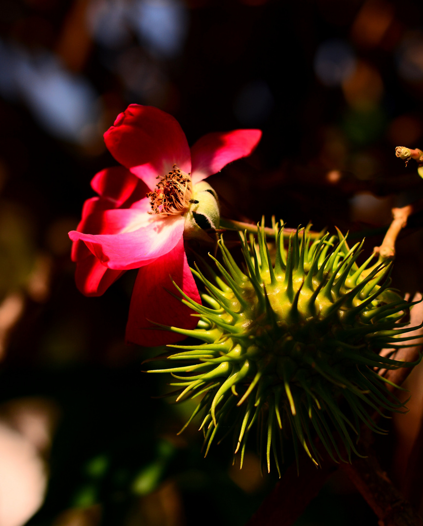 appreciate-the-beautiful-colors-of-mother-nature