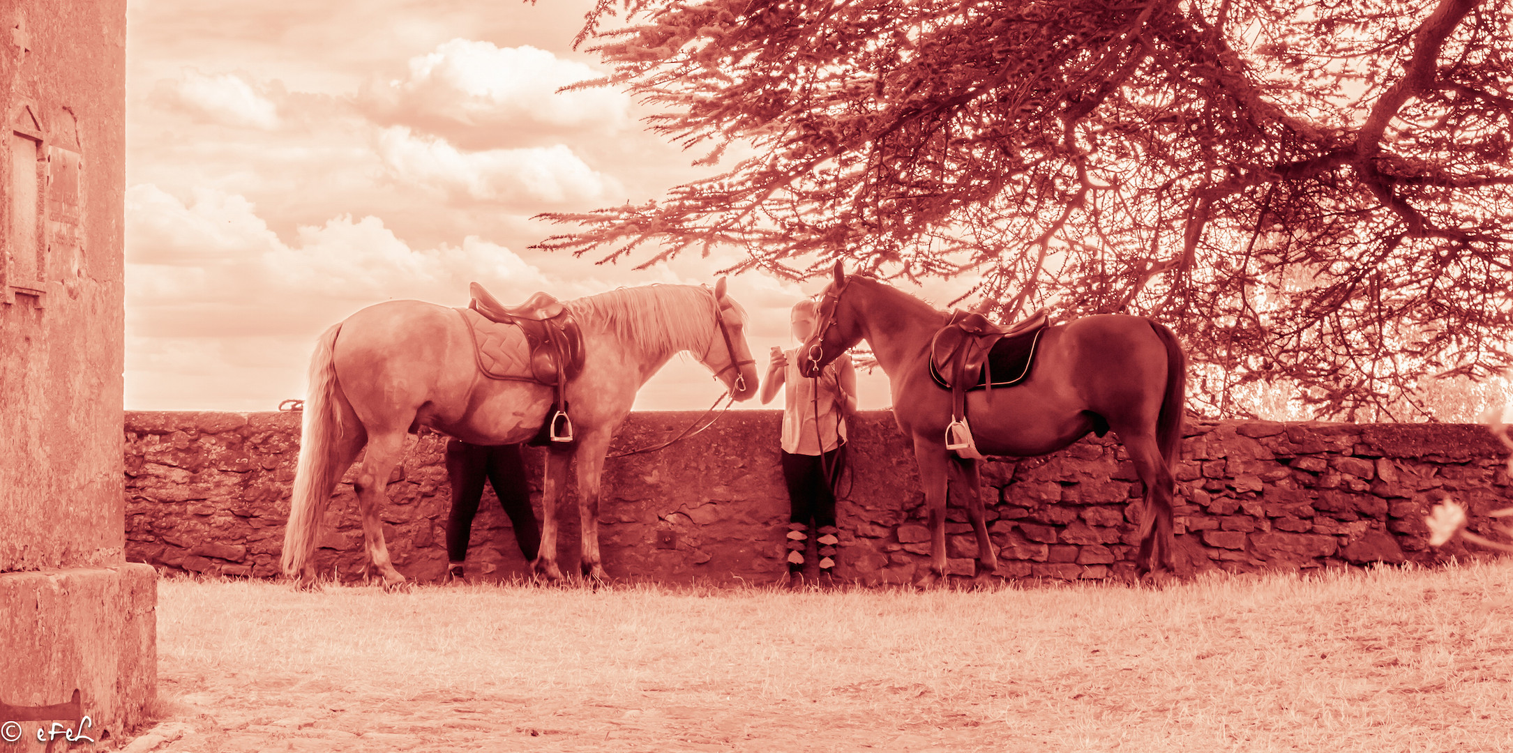 Apprendre le portable au cheval