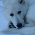 Apprivoise le loup, il rêvera toujours au bois.