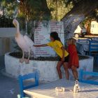 Approaching a pelican