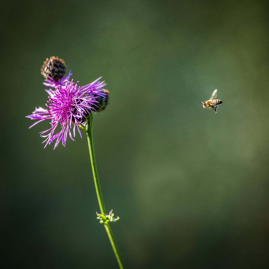 Approaching Bee
