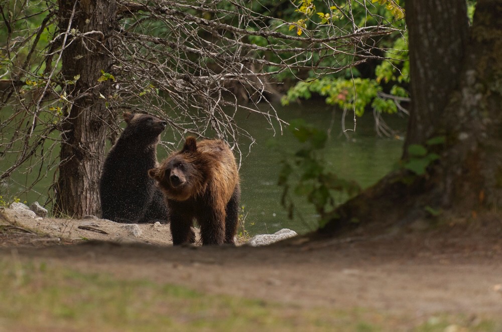 approaching grizzlies