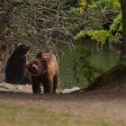 approaching grizzlies