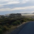 Approaching Porpoise/Curio Bay