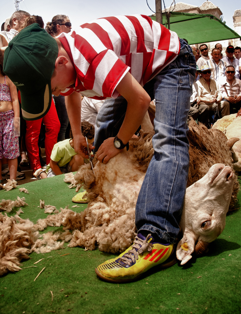 Aprendiendo a esquilar ovejas de la forma tradicional.