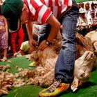 Aprendiendo a esquilar ovejas de la forma tradicional.