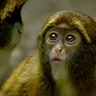 APRENDIENDO DE LA SABIDURIA DE MAMÁ. Dedicada a SILVIA DE LA PARTE SERNA.