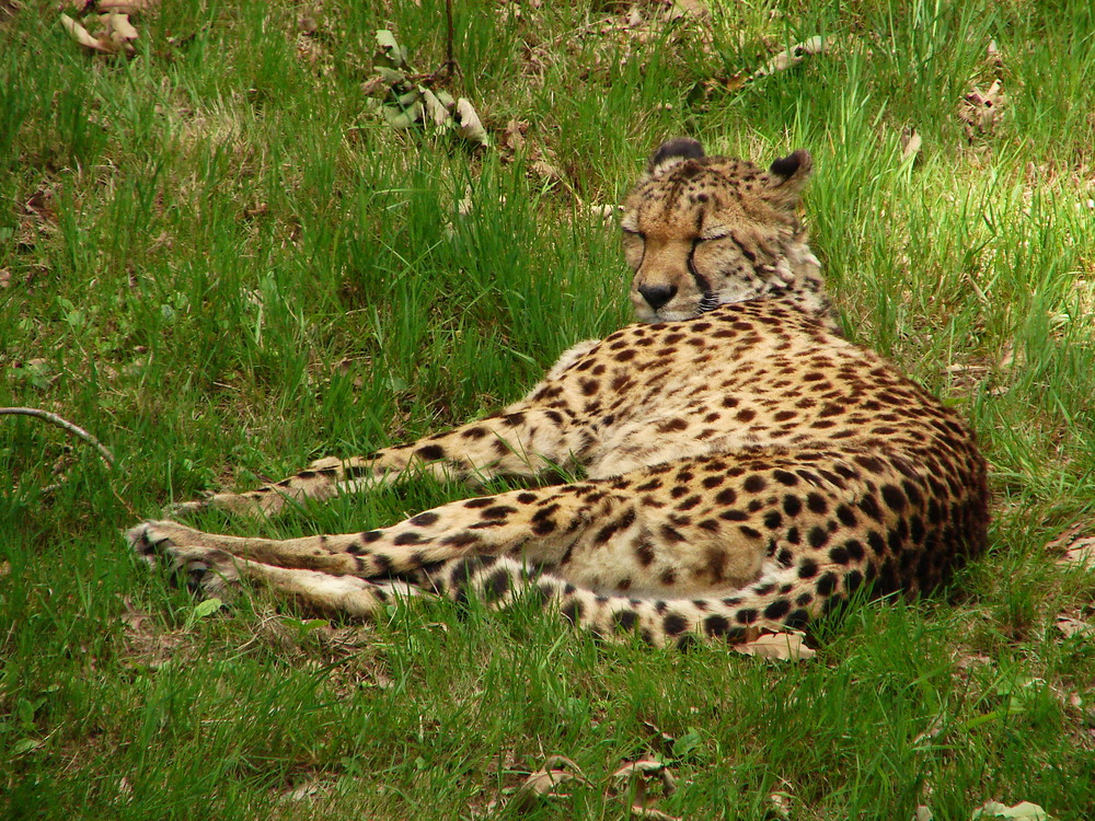 aprés la course le repos