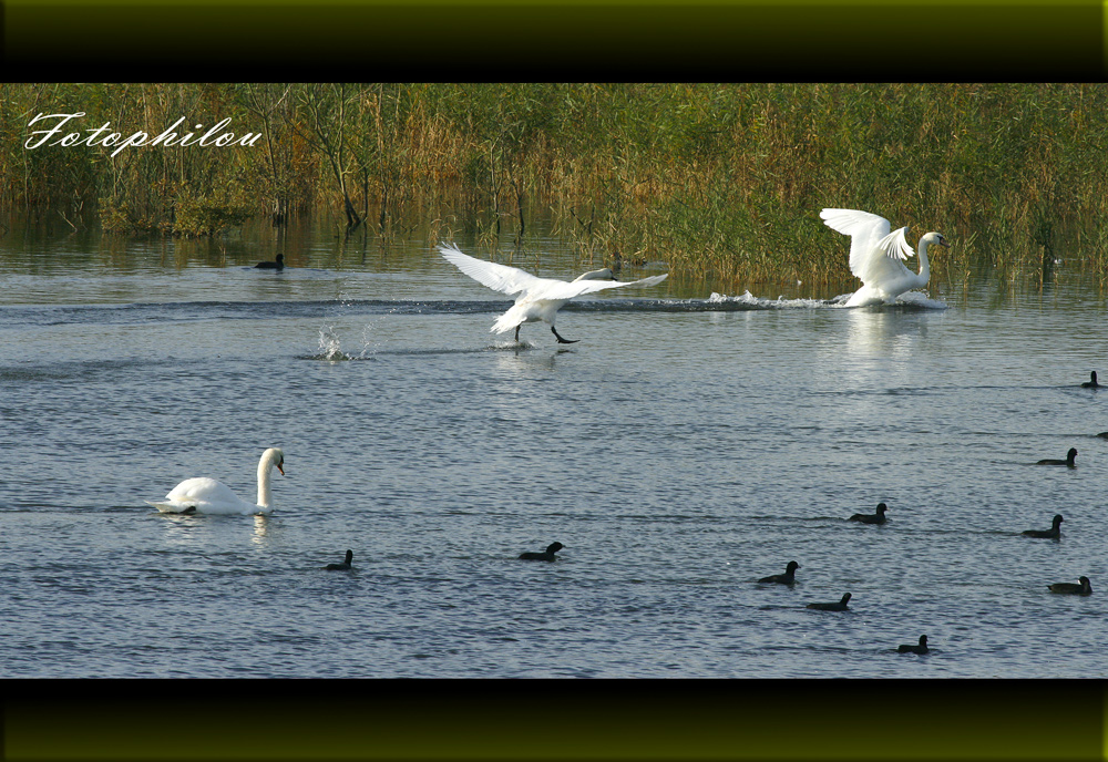 Après la danse des canards,..