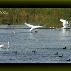 Après la danse des canards,..