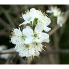 Après la fleur, vient la feuille....