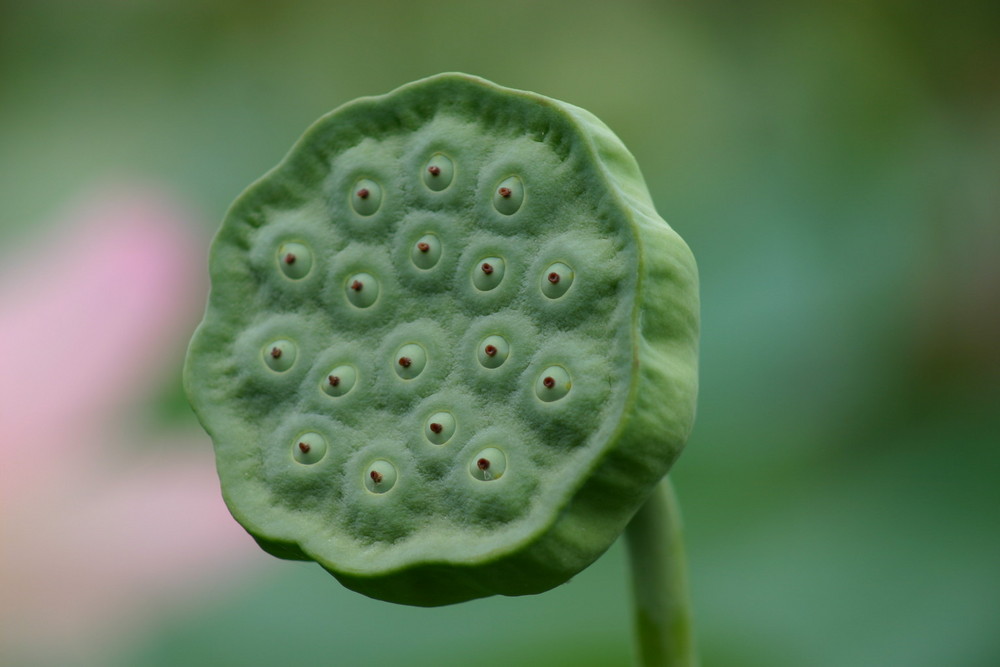 Après la floraison du lotus