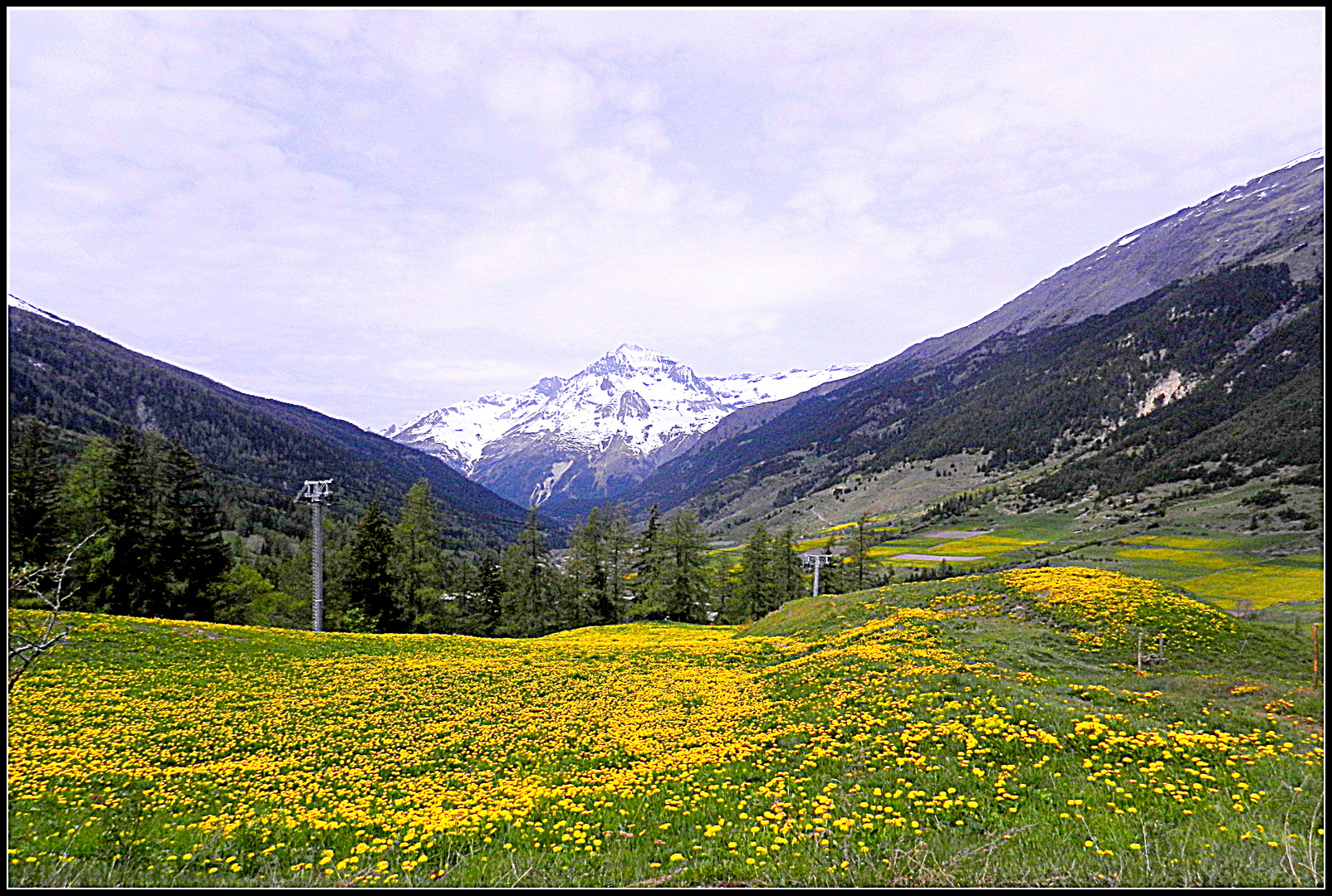 Après la neige et le ski...les fleurs du printemps