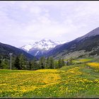 Après la neige et le ski...les fleurs du printemps