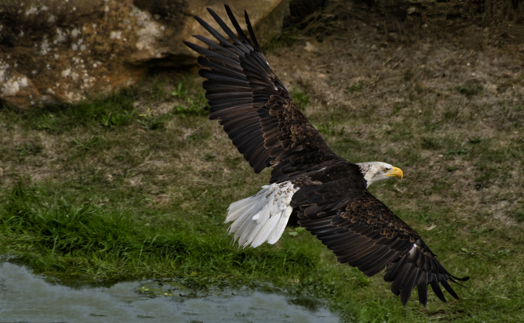 Après la pêche ( Haliaeetus albicilla, pygargue à queue blanche)