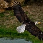 Après la pêche ( Haliaeetus albicilla, pygargue à queue blanche)