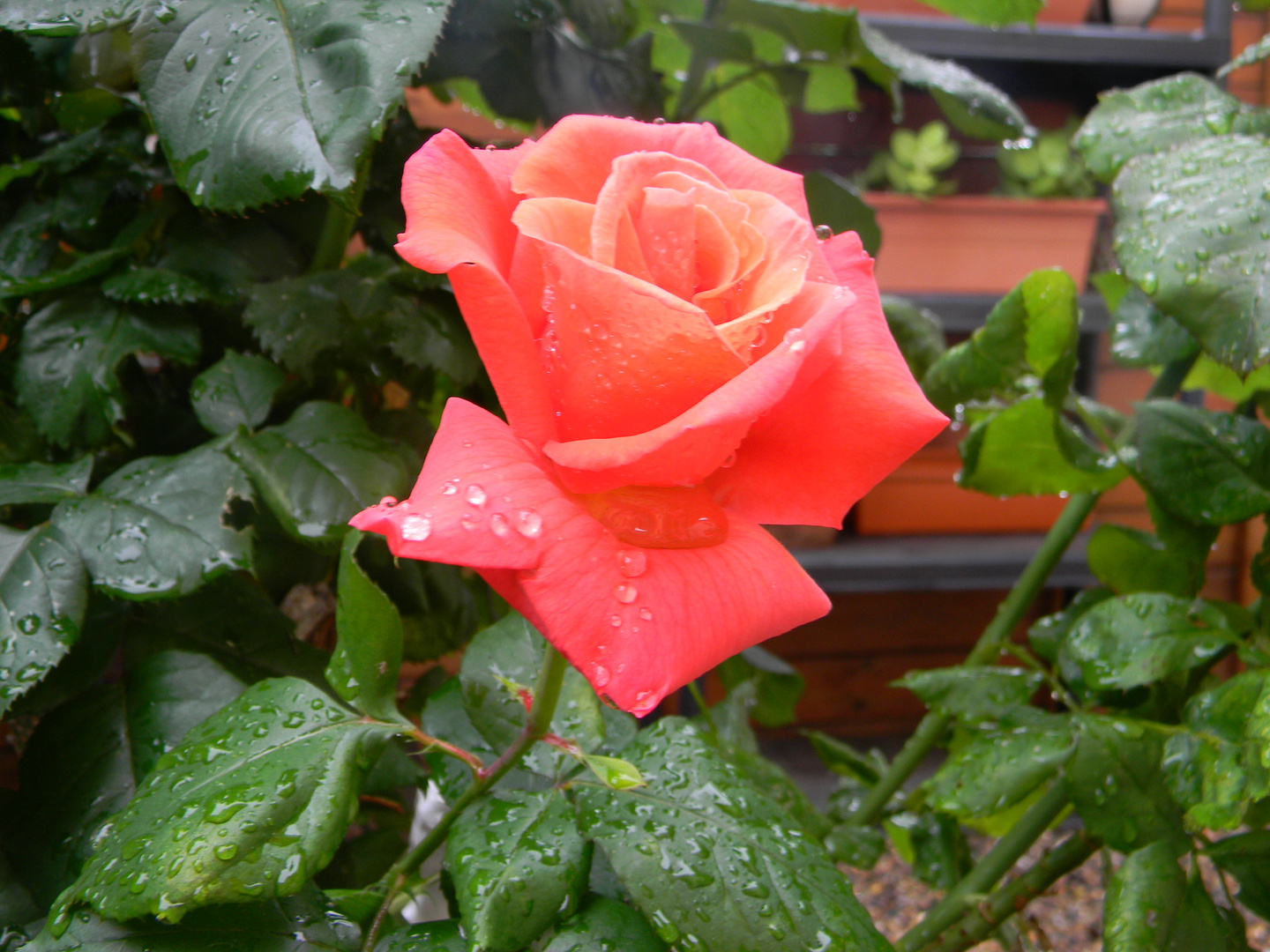 Aprés la pluie