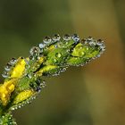 après la pluie !