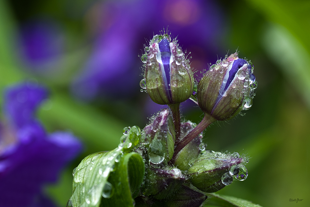 Après la pluie