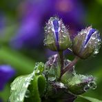 Après la pluie