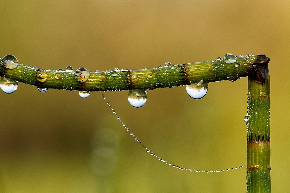 après la pluie ( 2 )