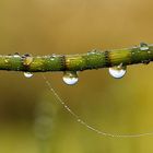 après la pluie ( 2 )