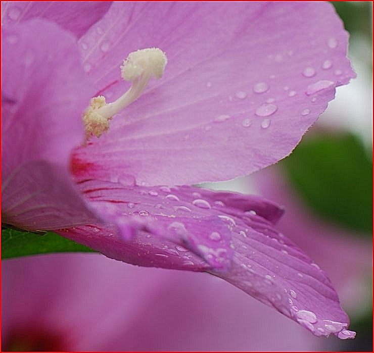 Après la pluie ...