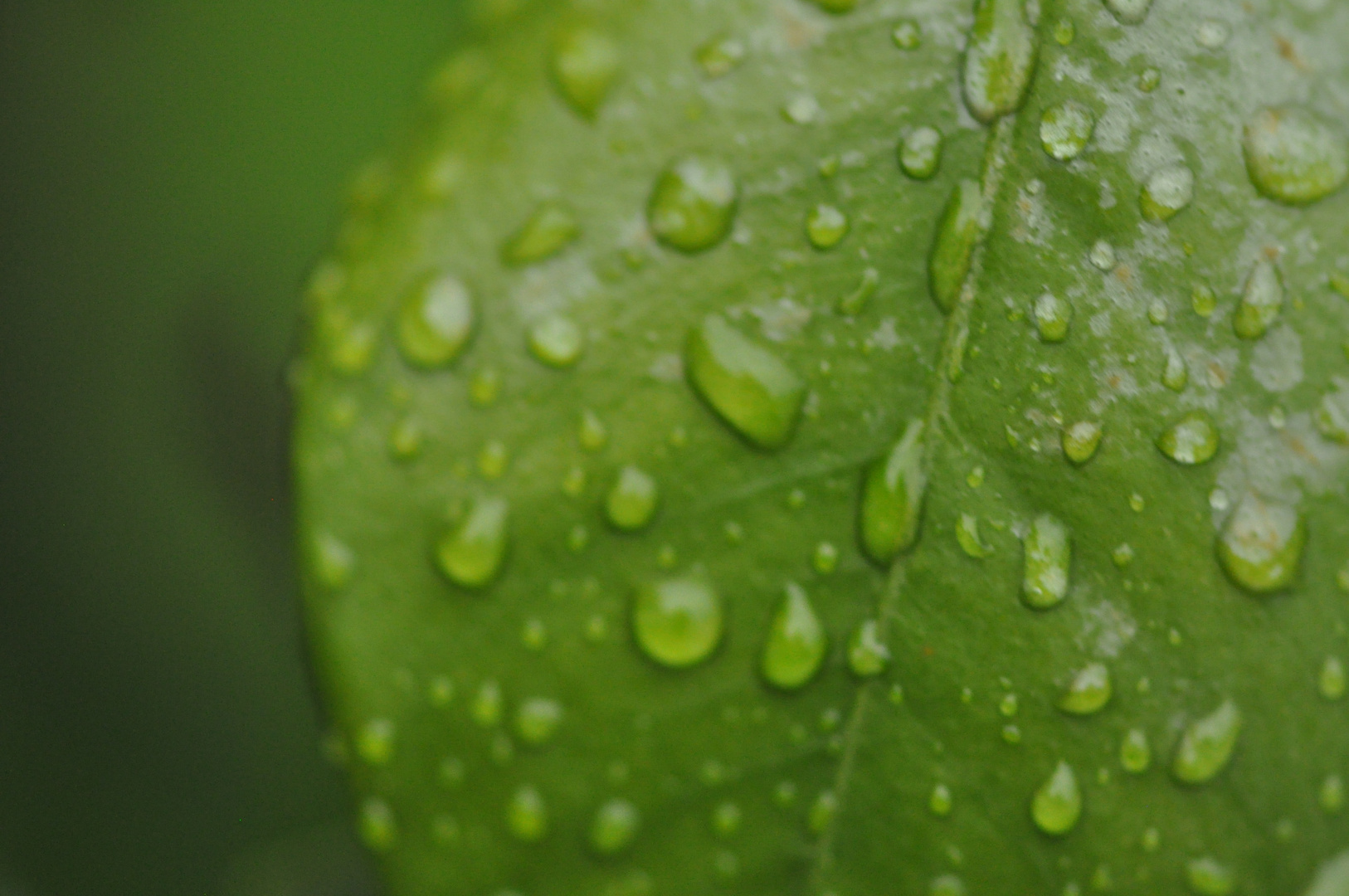 Après la pluie.....