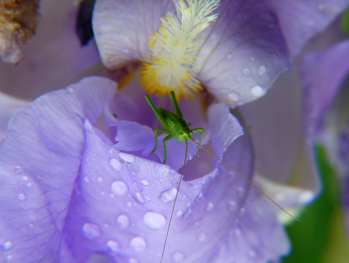 * après la pluie *