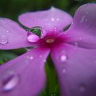 Après la pluie...